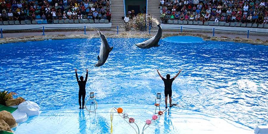 From Side: Dolphin Show